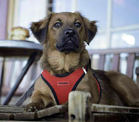 Read more about the article Types of Dog Collars and Harnesses: Which is Right for Your Fido?