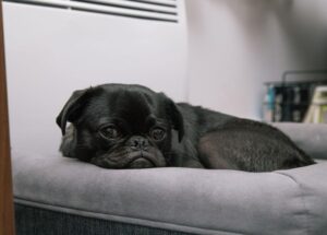 What is Canine Leukemia