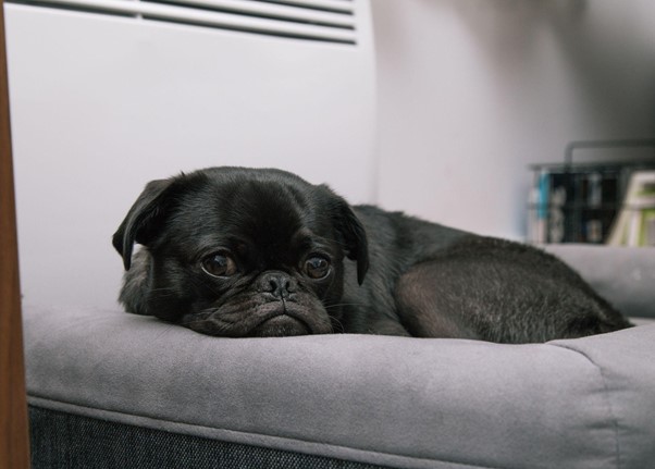 Read more about the article The Risks of Leukemia in Dogs and How to Prevent It