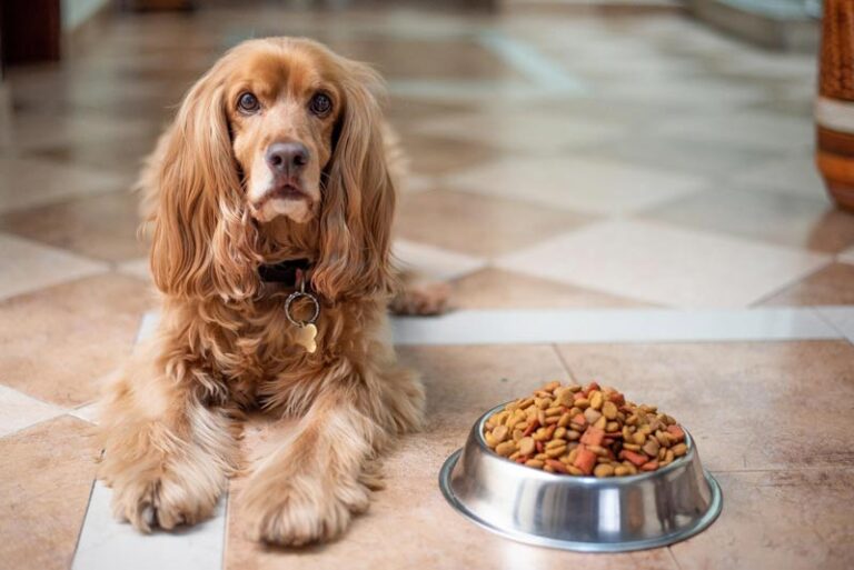 Read more about the article Changing Dog Food: How To Switch or Transition Your Dog’s Food