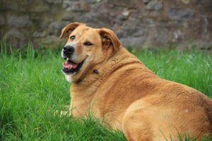 Diabetes in Dogs, types, symptoms, causes, treatment