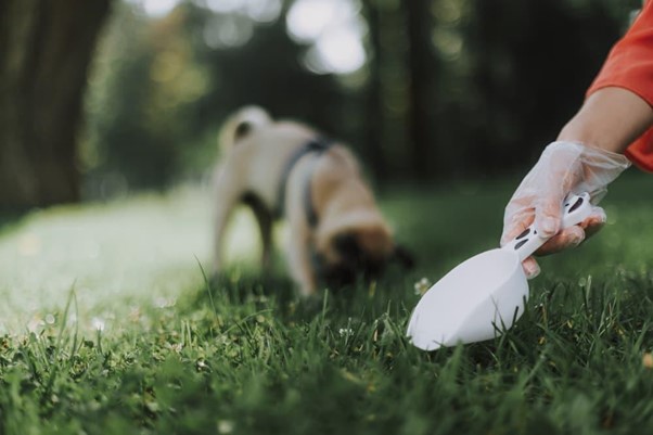 Rewarding during potty training your dog