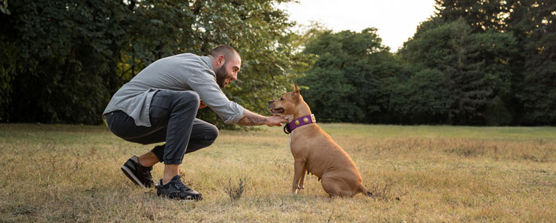 Read more about the article How To Socialize A Dog – Tips & Tricks For Dog Socialization with Other Dogs
