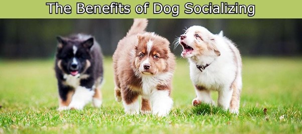 The Benefits of Dog Socializing