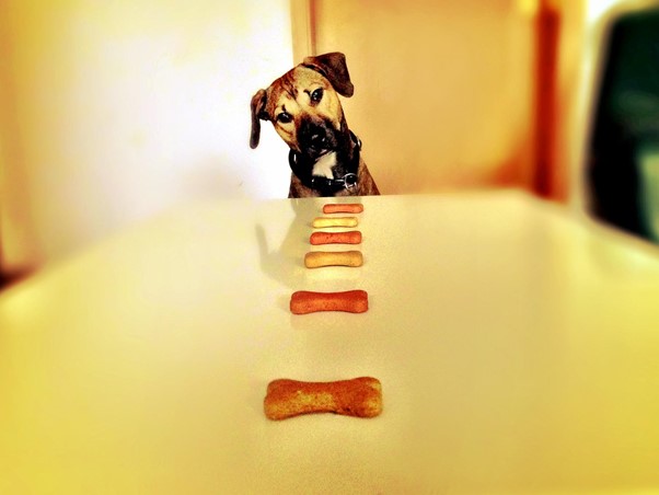 Benefits of Treats For Training and Rewards