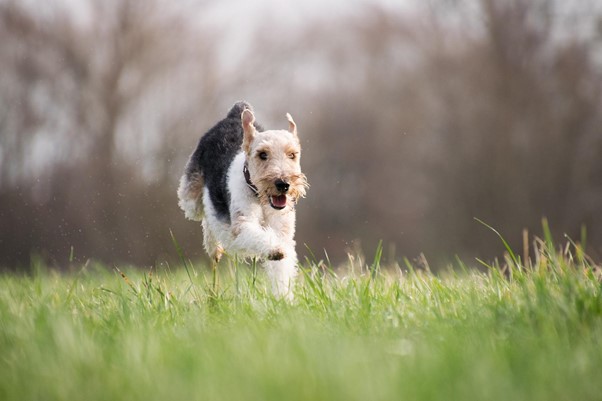 Benefits of Vitamin Supplements for Your Dog