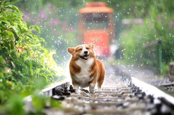 Benefits of Vitamin Supplements for Your Dog's Health