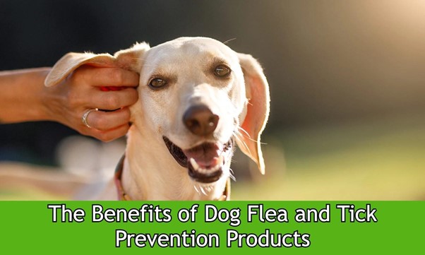 Benefits of dog flea and tick prevention products
