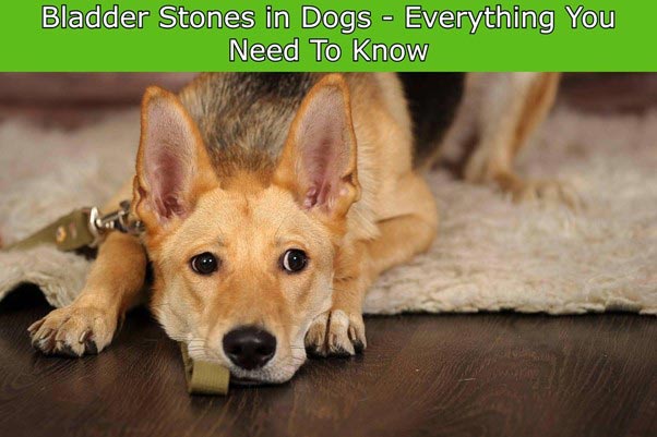 Bladder Stones in Dogs Everything you Need to Know