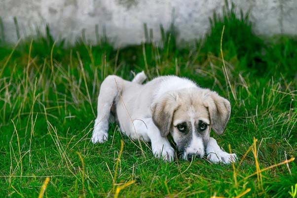 Common Side Effects and Precautions When Giving Vitamin Supplements to Dogs