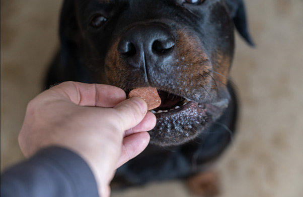 Delicious Freeze Dried Treats