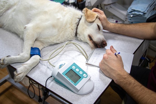Read more about the article Liver Disease in Dogs – Types, Symptoms, Treatments & Prevention Tips