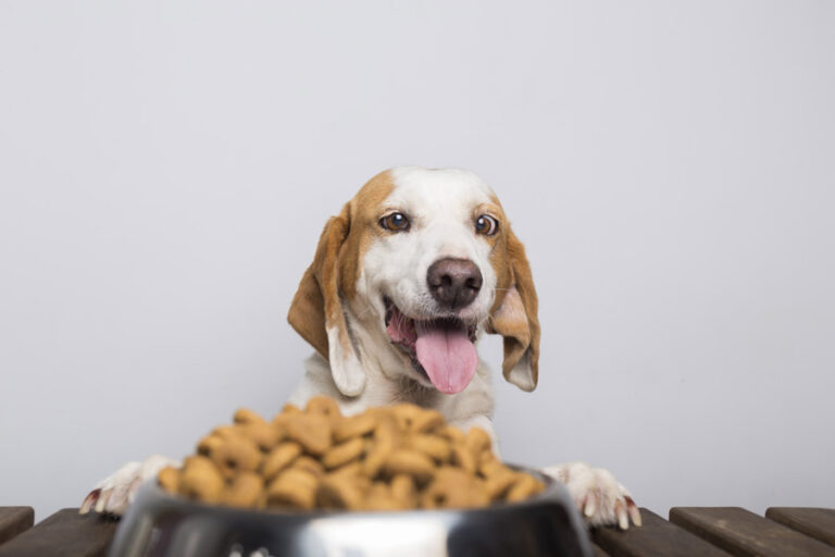 Read more about the article Dry vs Wet Dog Food – Which Is Better?