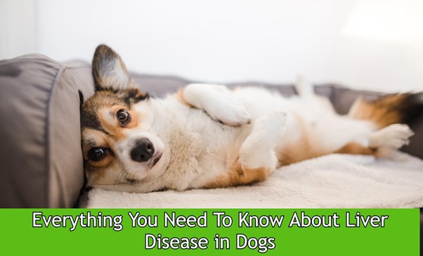gabapentin in dogs with liver disease