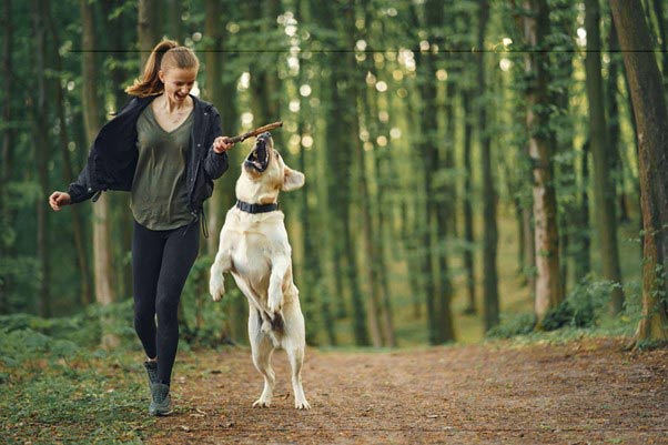 Read more about the article Ways To Exercise Your Dog To Keep Them Fit, Happy & Active
