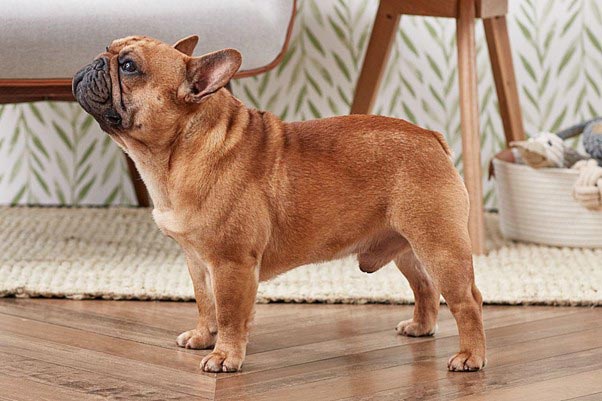 French Bulldogs in an apartment