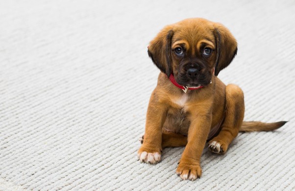 How to Choose the Right Vitamin Supplement for Your Dog