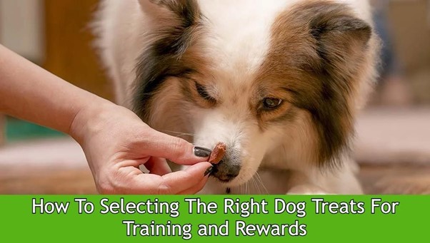 How to Select the right dog treats for training and rewards