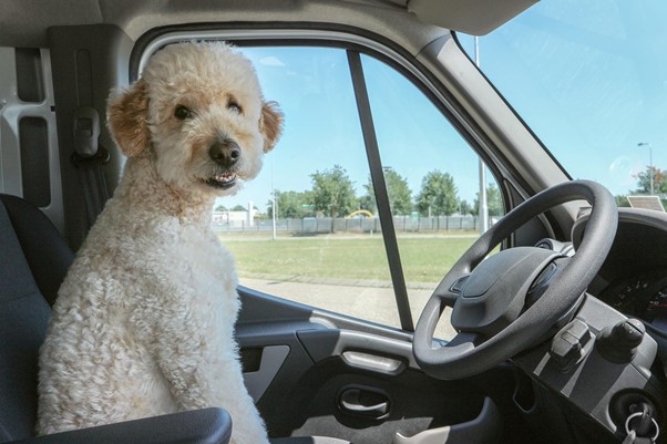 Read more about the article Helpful Tips and Tricks For A Fun and Stress-Free Trip With Your Fido