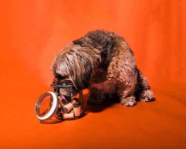 Keeping dogs entertained while travelling