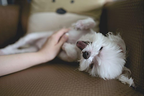 Small breed like Maltese is best for apartment living