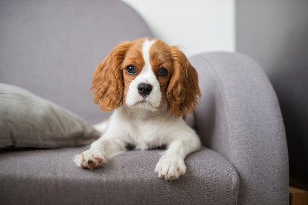 Small dog for apartment living