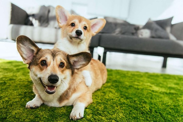 Read more about the article The Best Dog Breeds For Apartment Living