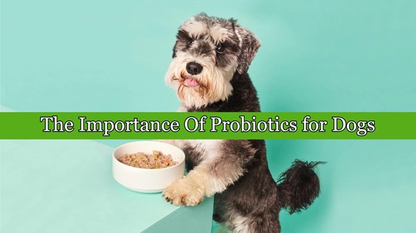 The Importance of Probiotics for Dogs