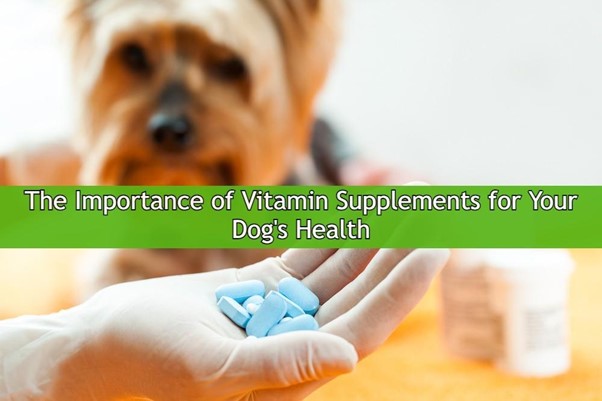 The Importance of Vitamin Supplements for Your Dog's Health