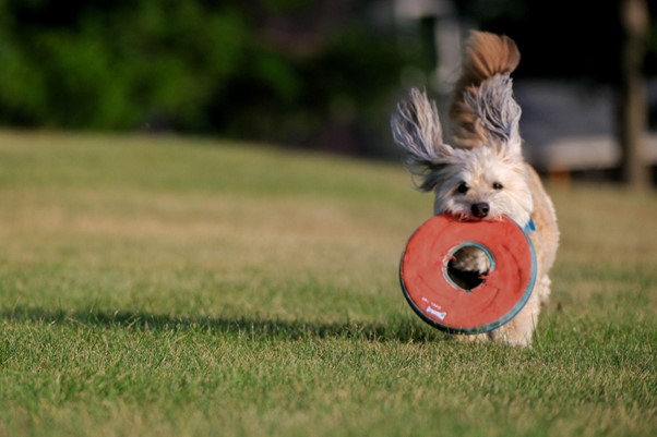 Tips and Tricks of Travelling with your dog