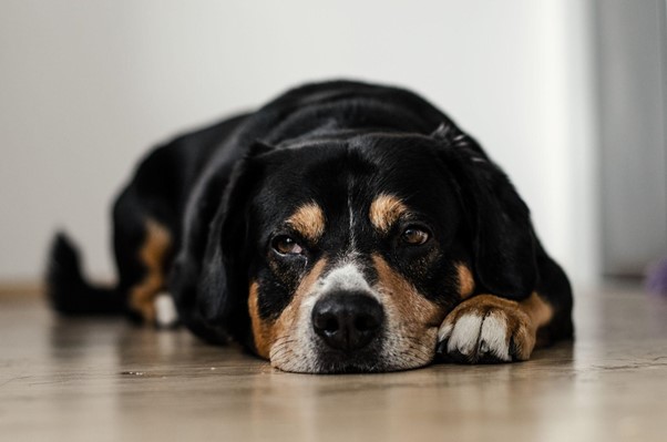 Weight gain when giving supplements to your dog