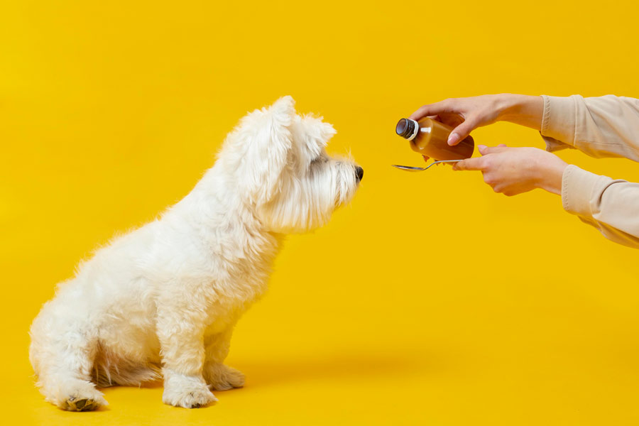 Read more about the article What Vitamins and Supplements Do Dogs Need & Why Are They Important
