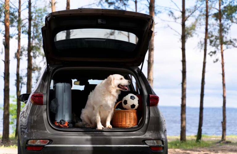 Read more about the article The Best Dog Carriers for Stress-Free Travel: Tips & Tricks for Choosing the Perfect Carrier for Your Pup
