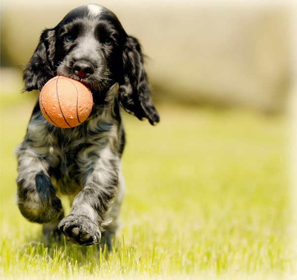 Play fetch to keep your dog entertained
