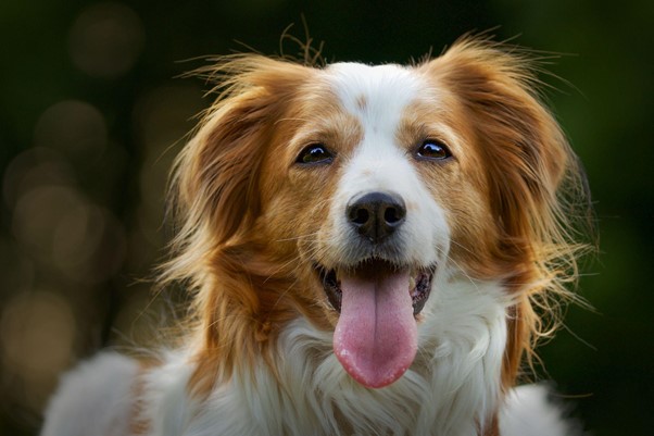 Read more about the article How To Keep Dog Entertained – 8 Pawsome Ways to Keeping Your Fido’s Tail Wagging