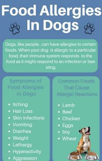 Food Allergies in Dogs image
