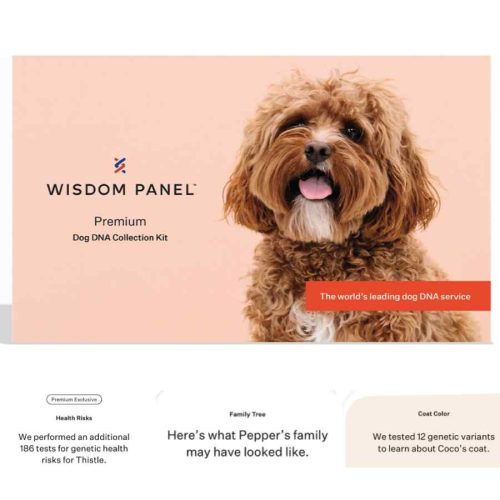Wisdom Panel Premium Breed Identification & Health Condition Identification DNA Test For Dogs